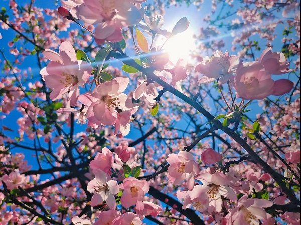 1679303418486037.jpeg 計劃財務部+圖片《一年之計在于春》+閆明+18392821593.jpg